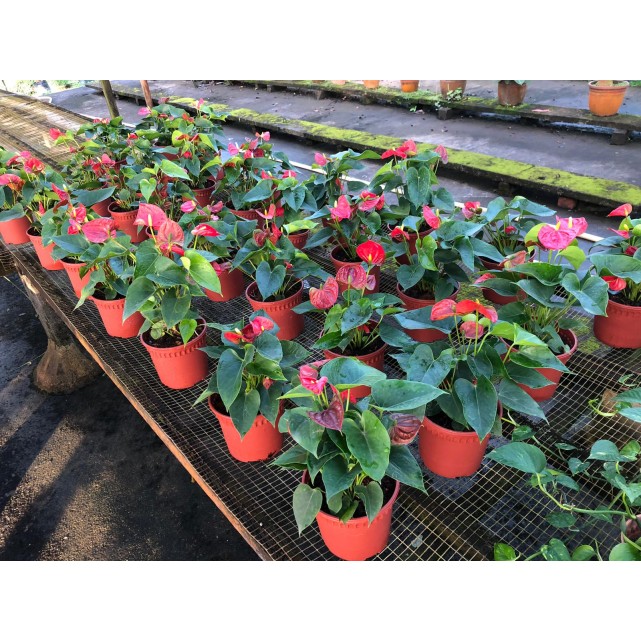 Anthurium andraeanum (Flamingo Lily)