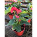 Anthurium andraeanum (Flamingo Lily)