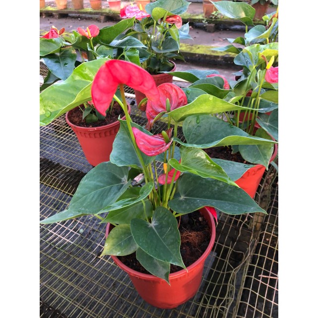 Anthurium andraeanum (Flamingo Lily)