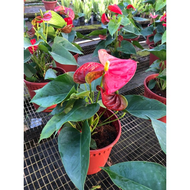 Anthurium andraeanum (Flamingo Lily)