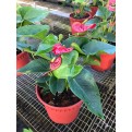 Anthurium andraeanum (Flamingo Lily)