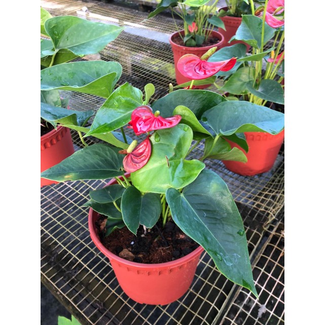Anthurium andraeanum (Flamingo Lily)