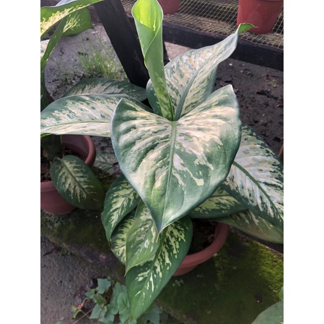 Dieffenbachia 'Tropic Snow' (0.3m to 0.4m height)