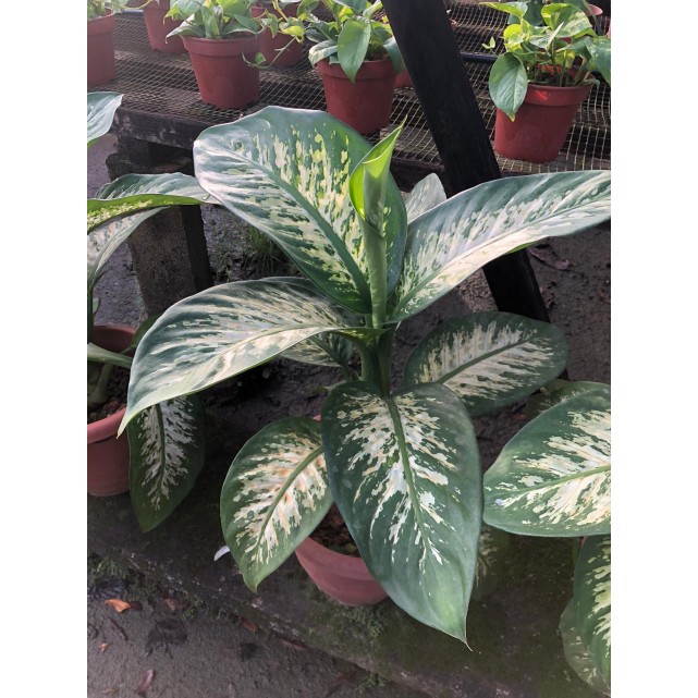 Dieffenbachia 'Tropic Snow' (0.3m to 0.4m height)