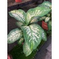 Dieffenbachia 'Tropic Snow' (0.3m to 0.4m height)