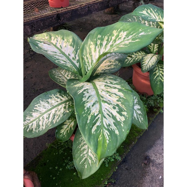 Dieffenbachia 'Tropic Snow' (0.3m to 0.4m height)