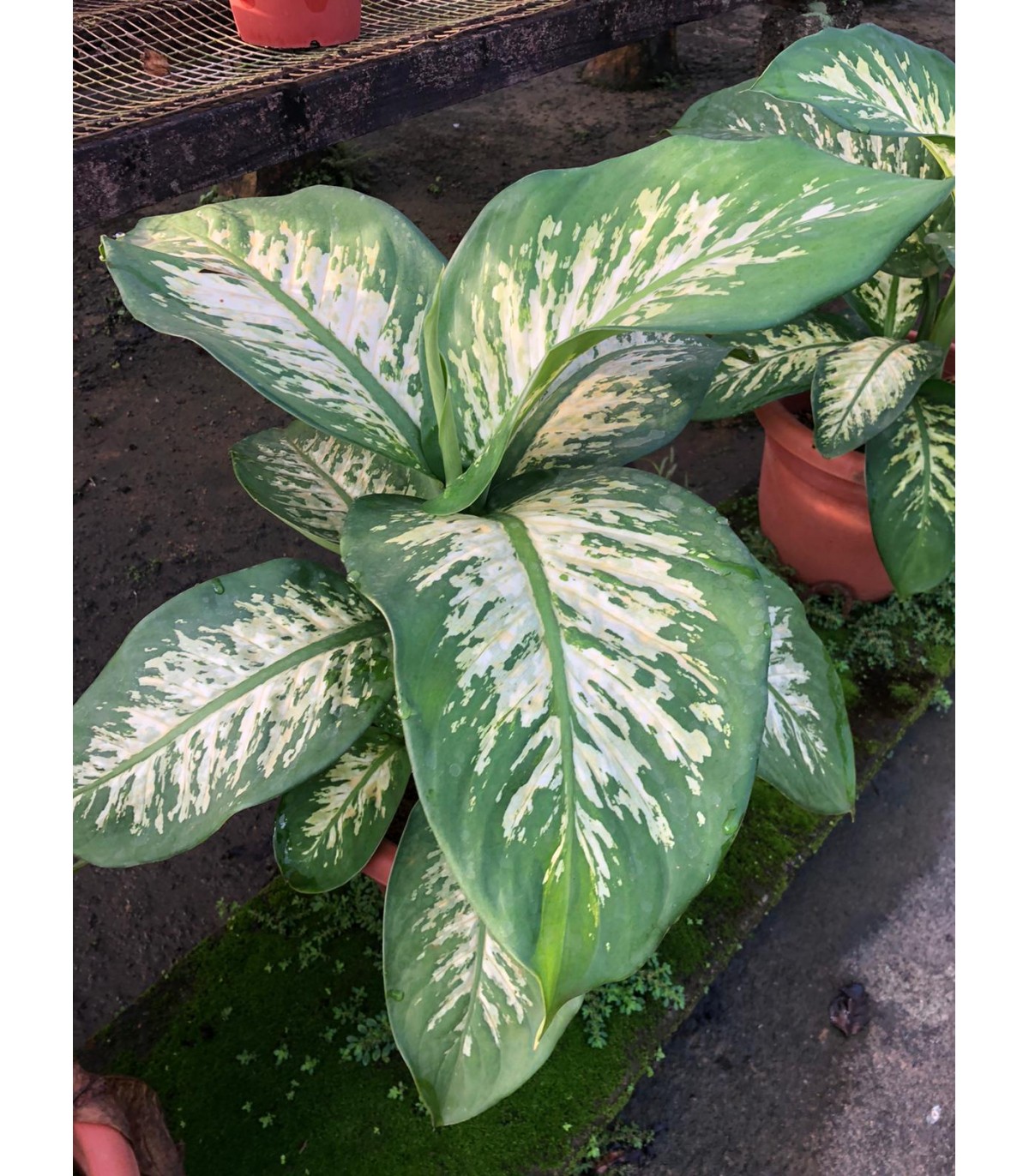 Buy Dieffenbachia Tropic Snow 0 3m To 0 4m Height Guan Lee Heng Buy Dieffenbachia Tropic Snow 0 3m To 0 4m Height Guan Lee Heng