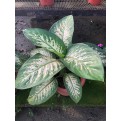 Dieffenbachia 'Tropic Snow' (0.3m to 0.4m height)