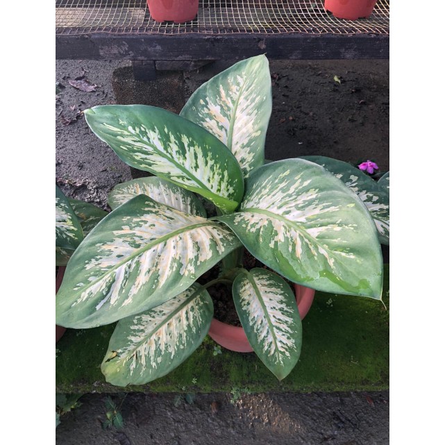 Dieffenbachia 'Tropic Snow' (0.3m to 0.4m height)