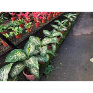 Dieffenbachia 'Tropic Snow' (0.3m to 0.4m height)