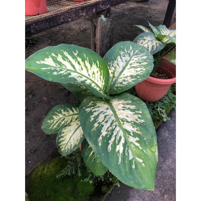 Dieffenbachia 'Tropic Snow' (0.3m to 0.4m height)
