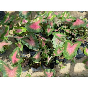 Caladium bicolor (Heart of Jesus / Angel Wings)