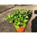 Wedelia trilobata (Singapore Daisy)