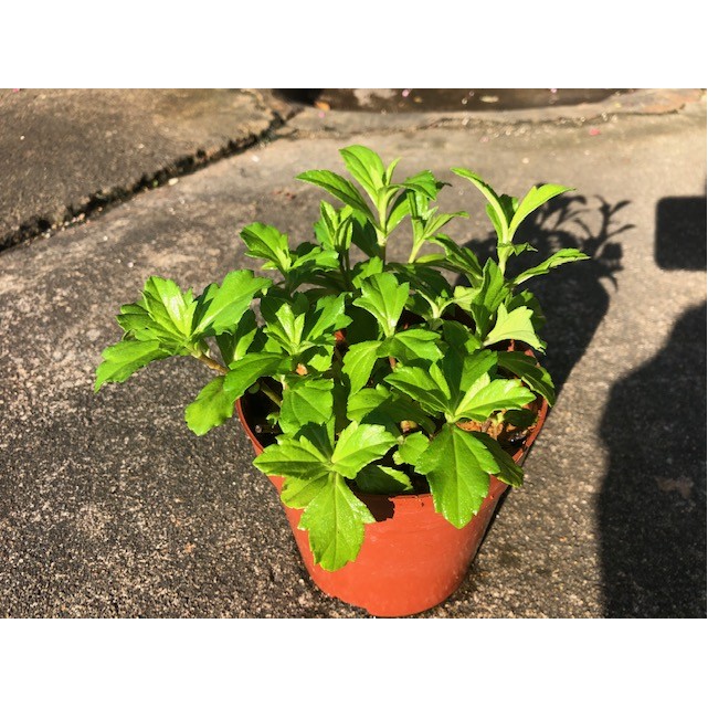 Wedelia trilobata (Singapore Daisy)