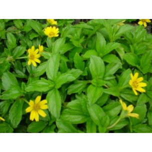 Wedelia trilobata (Singapore Daisy)