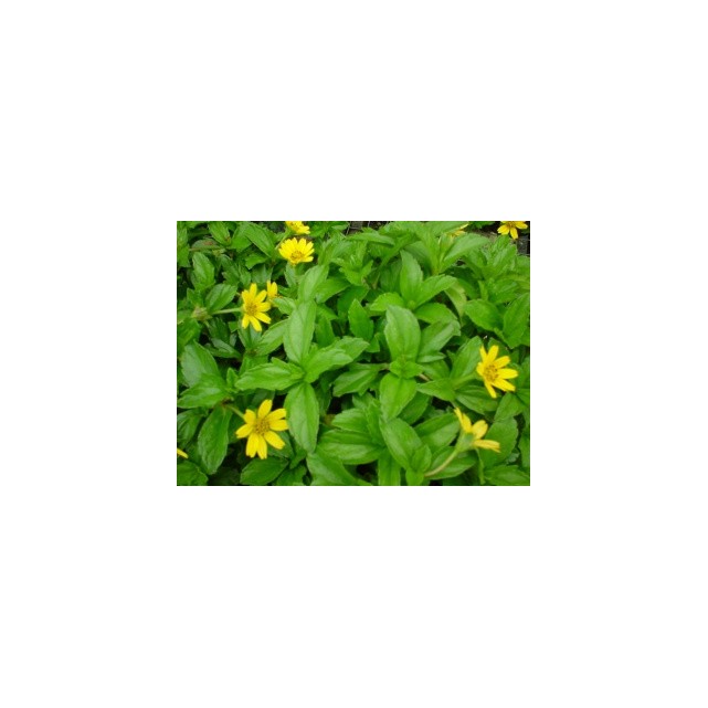 Wedelia trilobata (Singapore Daisy)
