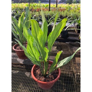 Aglaonema 'Silver Queen'