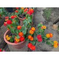 Assorted Outdoor Plants (0.2m to 0.3m height)