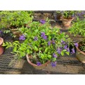 Assorted Outdoor Plants (0.2m to 0.3m height)