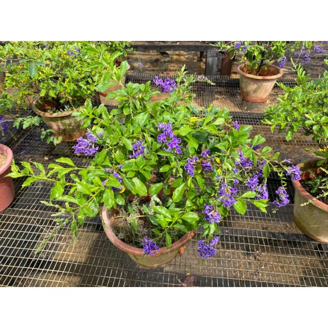 Assorted Outdoor Plants (0.2m to 0.3m height)