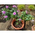 Assorted Outdoor Plants (0.2m to 0.3m height)