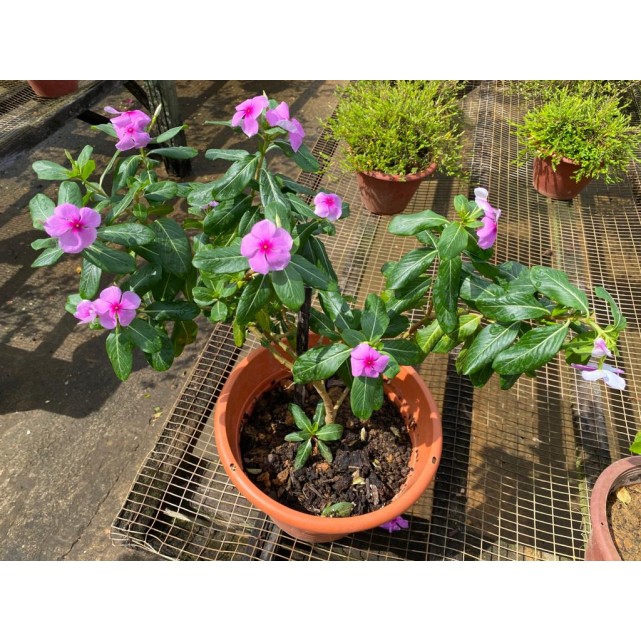 Assorted Outdoor Plants (0.2m to 0.3m height)