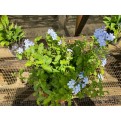 Assorted Outdoor Plants (0.2m to 0.3m height)