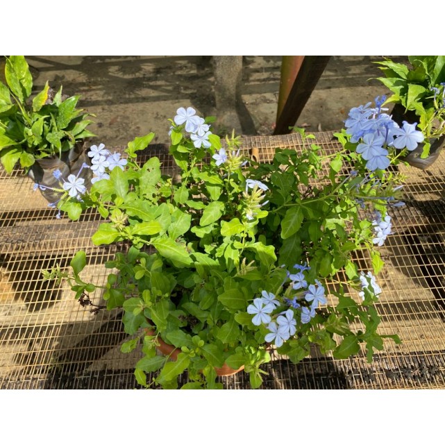 Assorted Outdoor Plants (0.2m to 0.3m height)
