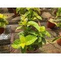 Assorted Outdoor Plants (0.2m to 0.3m height)