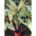Aglaonema 'Snow White'