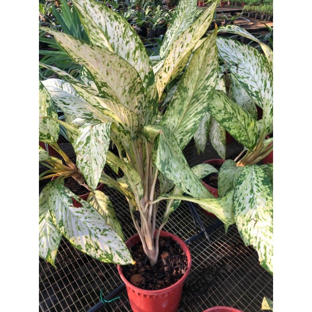 Aglaonema 'Snow White'
