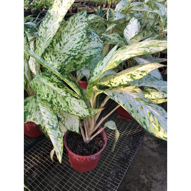 Aglaonema 'Snow White'