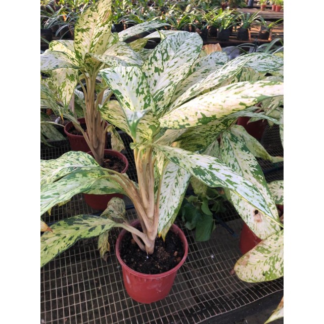 Aglaonema 'Snow White'