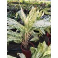 Aglaonema 'Snow White'