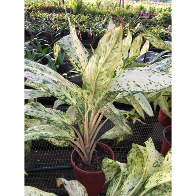 Aglaonema 'Snow White'