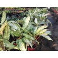 Aglaonema 'Snow White'