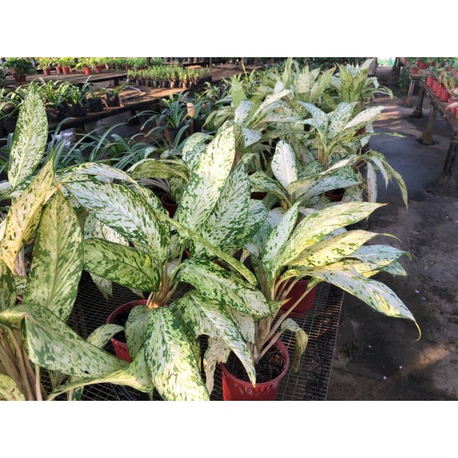 Aglaonema 'Snow White'