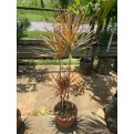 Dracaena reflexa var. angustifolia 'Colorama' (Rainbow Tree)