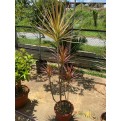 Dracaena reflexa var. angustifolia 'Colorama' (Rainbow Tree)