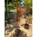 Dracaena reflexa var. angustifolia 'Colorama' (Rainbow Tree)