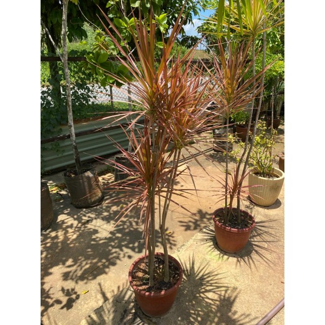 Dracaena reflexa var. angustifolia 'Colorama' (Rainbow Tree)