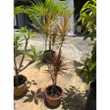 Dracaena reflexa var. angustifolia 'Colorama' (Rainbow Tree)