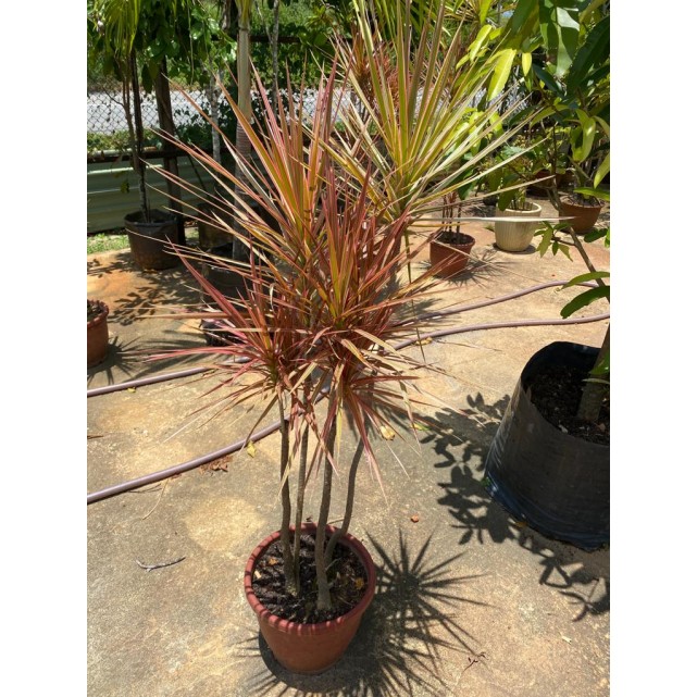 Dracaena reflexa var. angustifolia 'Colorama' (Rainbow Tree)