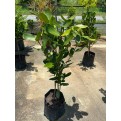 Garcinia subelliptica (Happiness Tree) (1.0m to 1.5m height)