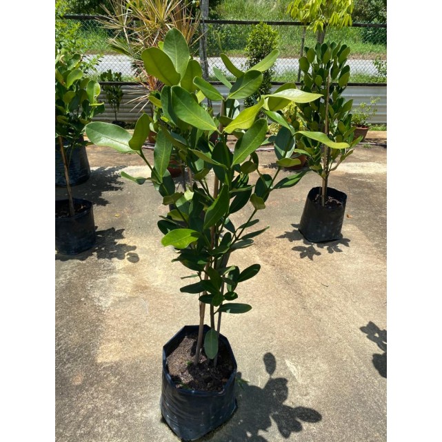 Garcinia subelliptica (Happiness Tree) (1.0m to 1.5m height)