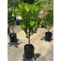 Garcinia subelliptica (Happiness Tree) (1.0m to 1.5m height)
