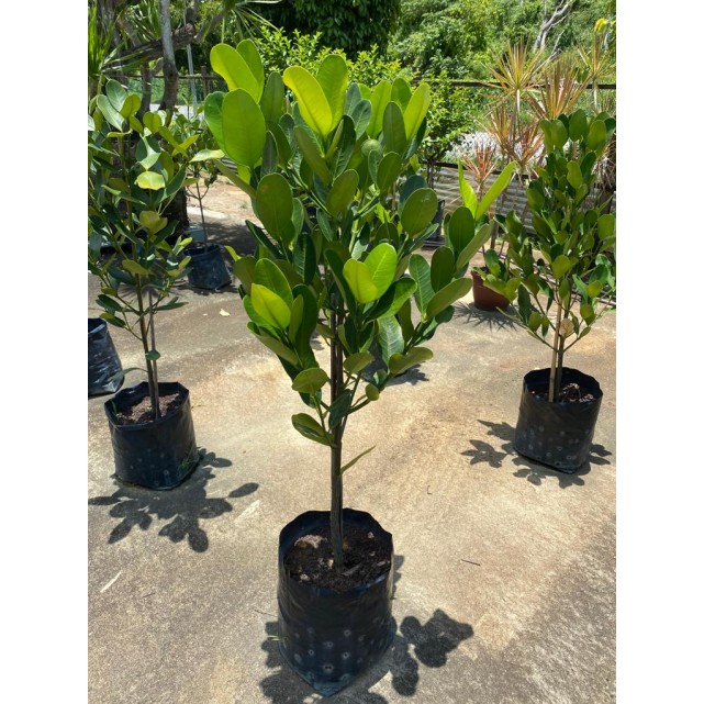 Garcinia subelliptica (Happiness Tree) (1.0m to 1.5m height)