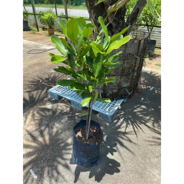 [Pre-Order] Garcinia subelliptica (Happiness Tree) (1.2m to 1.5m height)