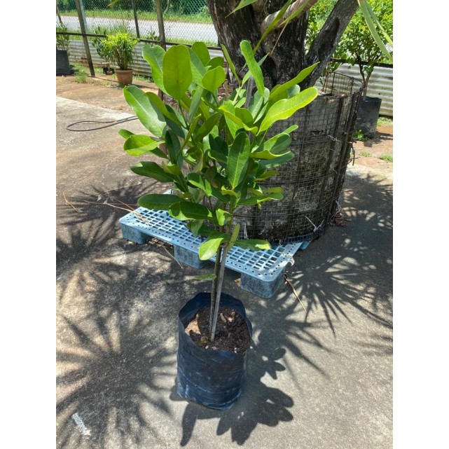 Garcinia subelliptica (Happiness Tree) (1.0m to 1.5m height)