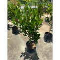 Garcinia subelliptica (Happiness Tree) (1.0m to 1.5m height)